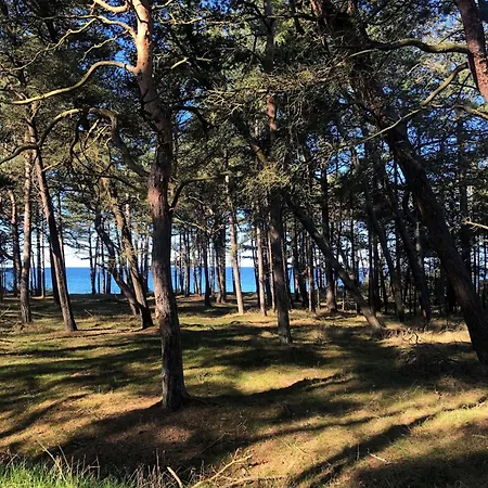 Cozy Close To Forest And * Hasle