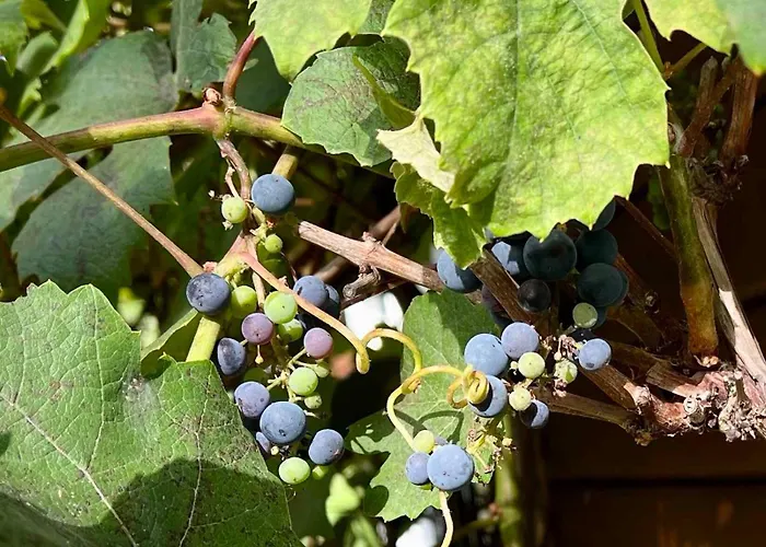 Ferienhaus Cozy Close To Forest And *